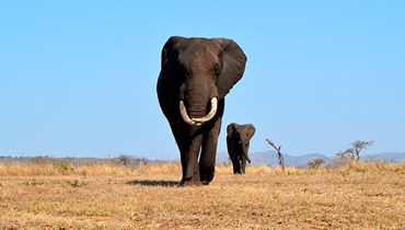 S'impliquer dans la protection des animaux aux 4 coins du monde, c’est la mission que WEP vous propose ! Découvrez les méthodes appliquées pour la protection de la faune, profitez de l'expérience des volontaires et membres des équipes locales.  Partagez leur culture et mettez en pratique vos connaissances linguistiques dans un domaine différent. Vous avez l’opportunité de rejoindre une réserve naturelle ou un centre de protection pour des animaux.