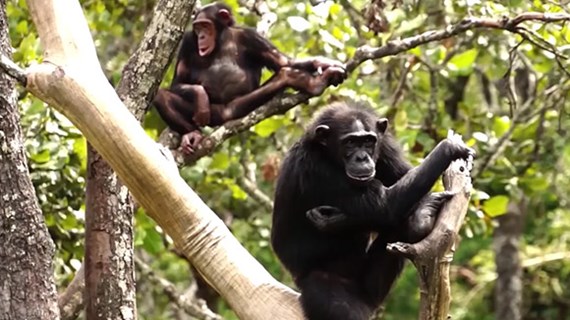 (video) Bescherming van dieren in Zambia / Chimpansees