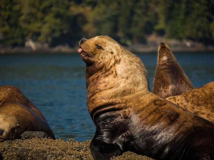 Schoolprogramma - Engels - Canada - Vancouver Island / Saanich