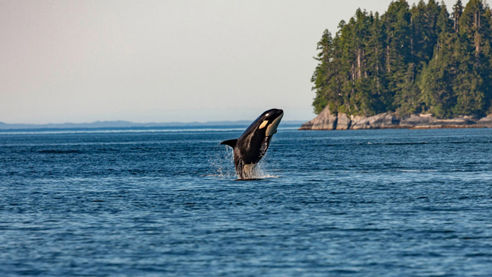 Schoolprogramma - Engels - Canada - Vancouver Island / Saanich