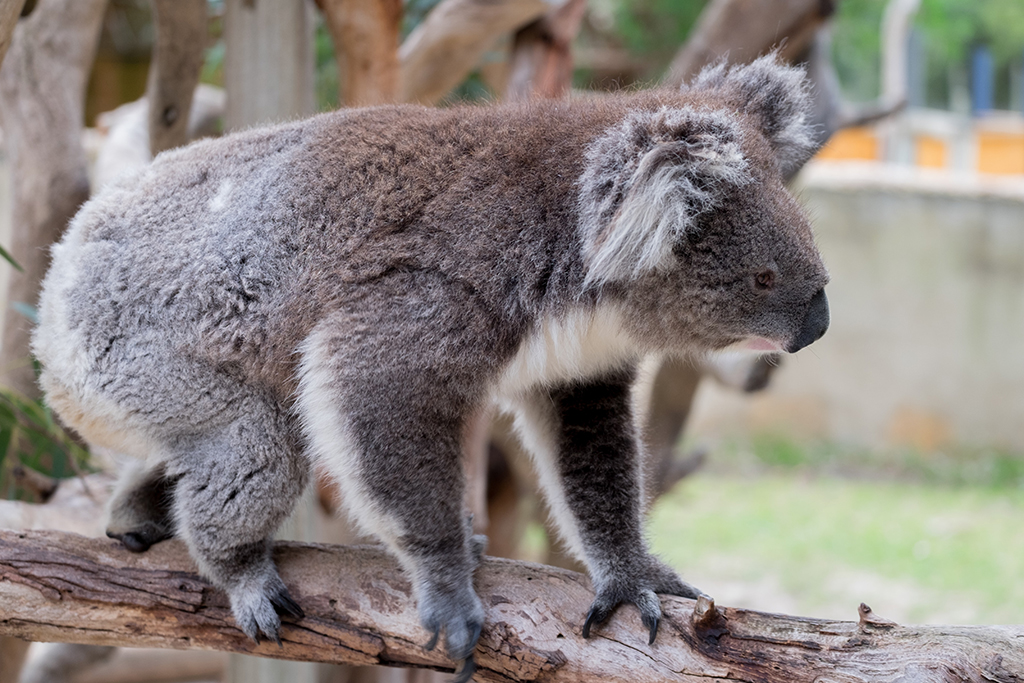Programme scolaire - Anglais - Australie - South Australia Regional