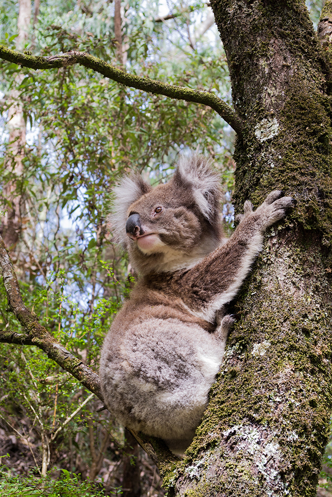 Programme scolaire - Anglais - Australie - Victoria