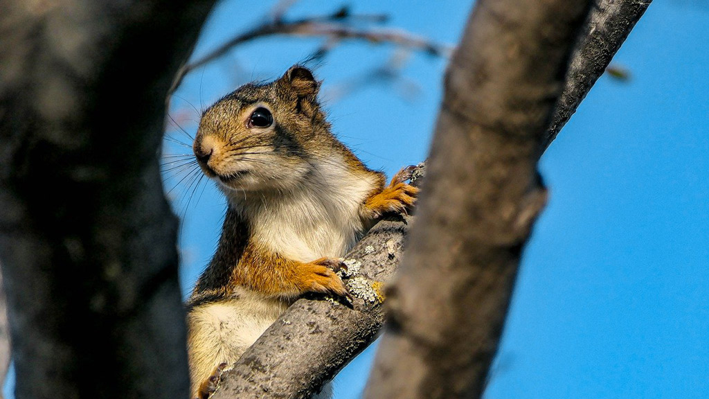 Winnipeg, Manitoba (Canada)