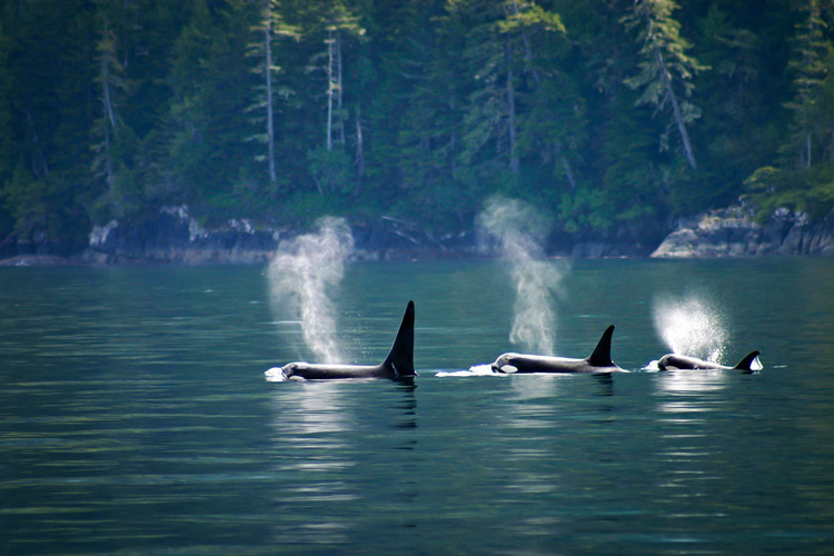 Schoolprogramma - Engels - Canada - Vancouver Island - Campbell River