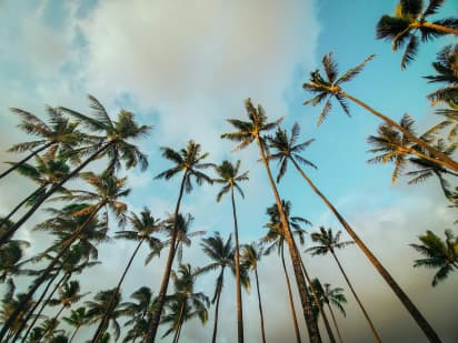 Palmiers tropicaux sous le ciel d’Hawaï pendant un séjour linguistique sur l’île.