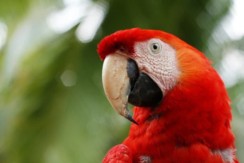 Perroquet tropical en pleine nature au Costa Rica lors d’un séjour linguistique.